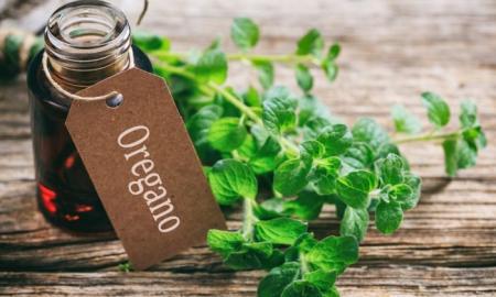 Amazing Benefits of Oregano Essential Oil