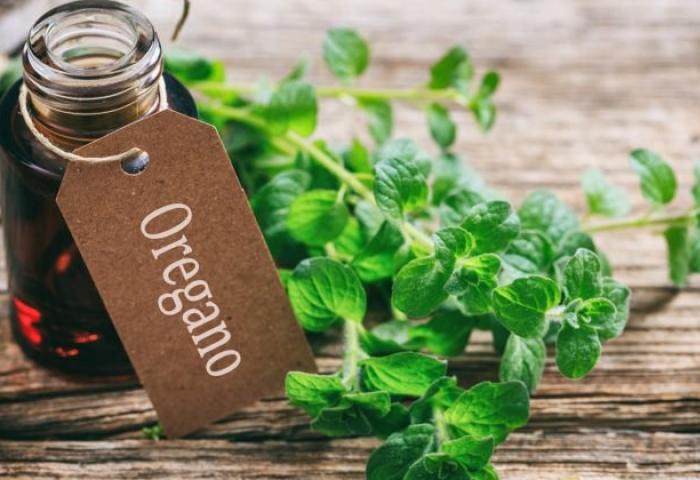 Amazing Benefits of Oregano Essential Oil